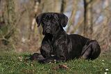 CANE CORSO 1362